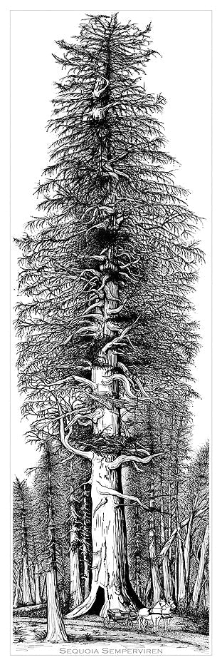 Sequoia Semperviren - Kim Reid